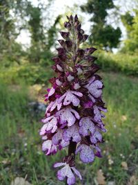 Close-up of purple flower growing on tree