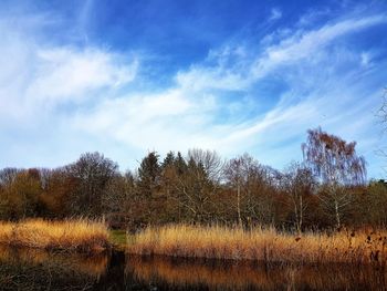 Plants growing on land against sky