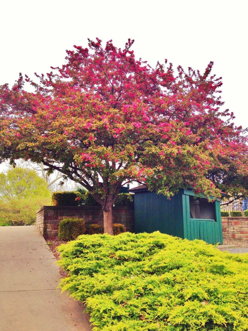 tree, flower, growth, beauty in nature, autumn, clear sky, nature, season, change, grass, freshness, blossom, tranquility, field, built structure, tranquil scene, branch, building exterior, day, park - man made space