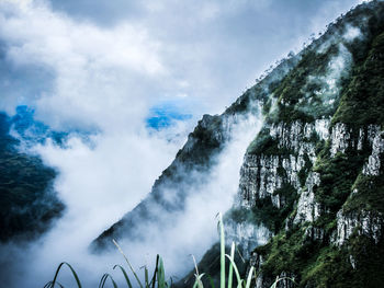 Low angle view of waterfall in forest