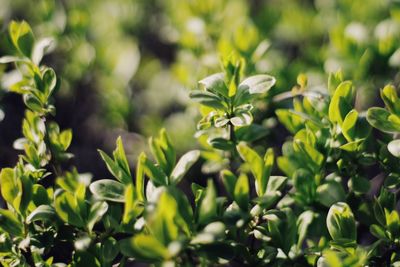 Close-up of flowering plant leaves on field