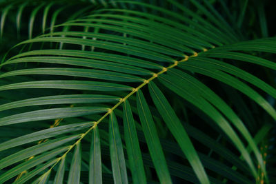 Full frame shot of palm leaves