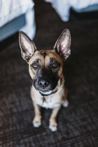 Portrait of dog on floor