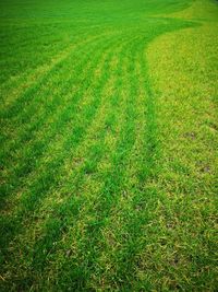 High angle view of grassy field