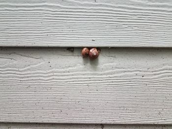 Close-up of insect on wall