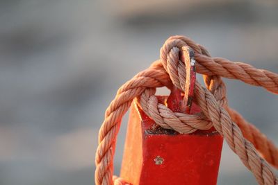 Close-up of red object on tree