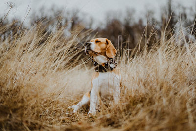 View of a dog on field