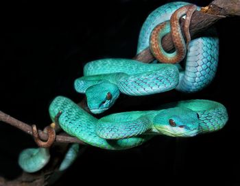 Close-up of a lizard on black background