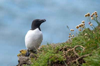 Bird perching on rock