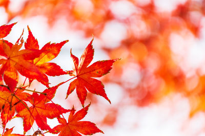 Close-up of maple leaves on tree