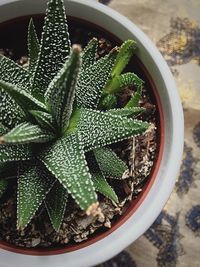 Close-up of potted plant
