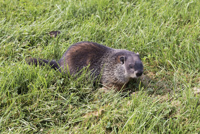 Well-fed adult groundhog looking up curiously while walking in grass during a sunny summer day