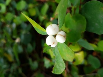 Close-up of white flowering plant