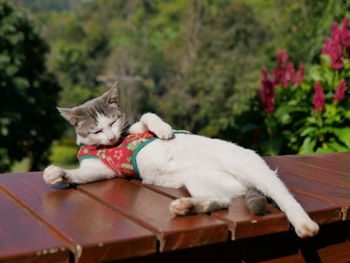Cat sleeping on wood