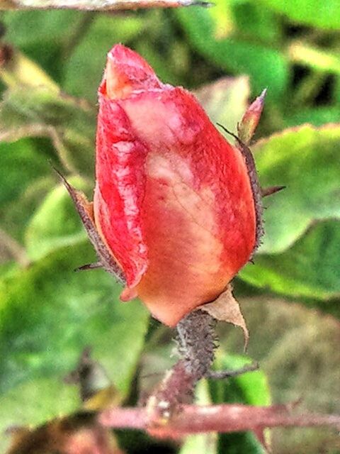 Red flowers