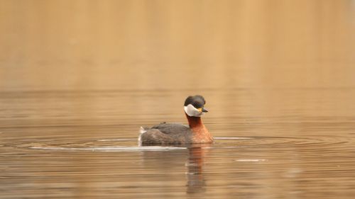 Close-up of duck swimming in lake