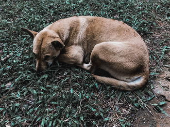 High angle view of dog sleeping on field