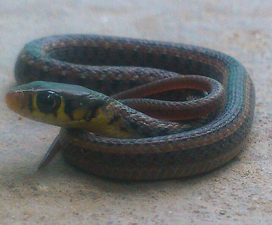 Little snake