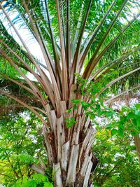 Low angle view of palm trees in forest