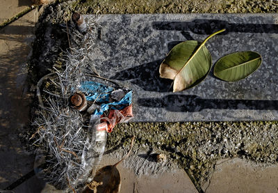 High angle view of plant by pipe