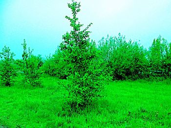 View of lush foliage against clear sky