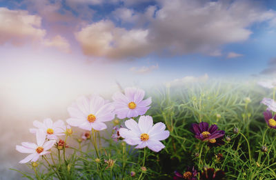 Close-up of flowering plants on field against sky