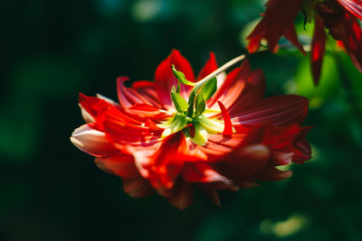 Close-up of red flower blooming outdoors