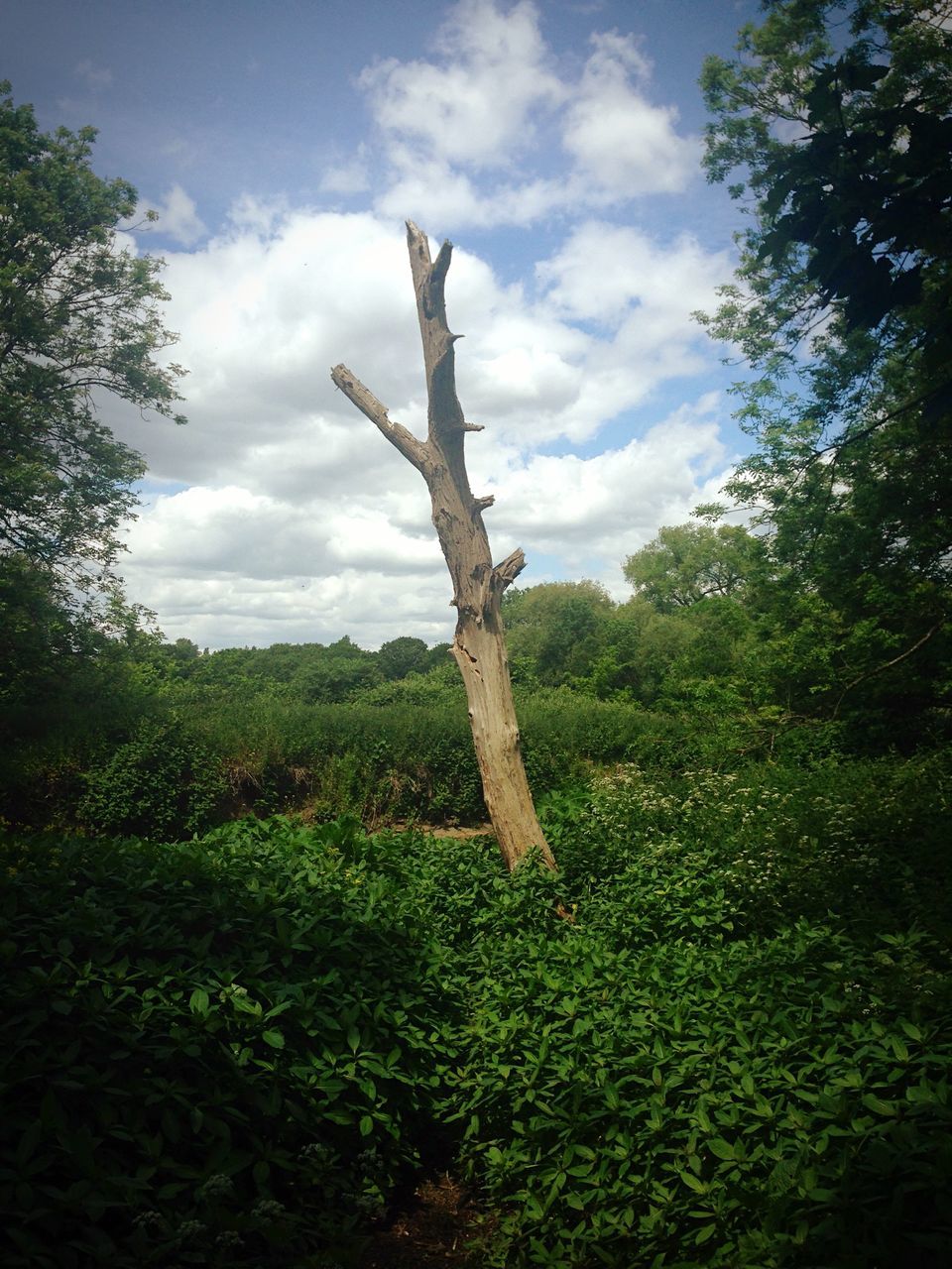 tree, sky, tranquility, tranquil scene, growth, nature, grass, landscape, tree trunk, scenics, field, beauty in nature, cloud - sky, branch, green color, non-urban scene, forest, cloud, day, outdoors