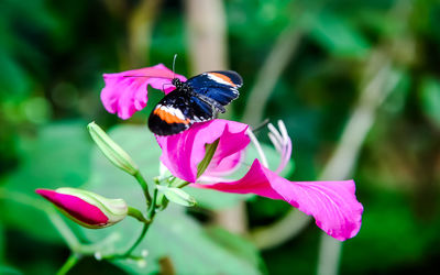 Close-up of honey bee on purple flower