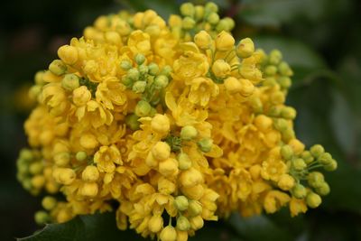 Close-up of yellow flowers growing outdoors