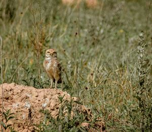 Close-up of bird on field