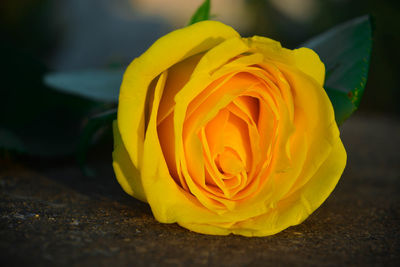 It's a yellow rose which is also known as the symbol of friendship.