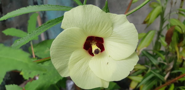 Close-up of white flowering plant