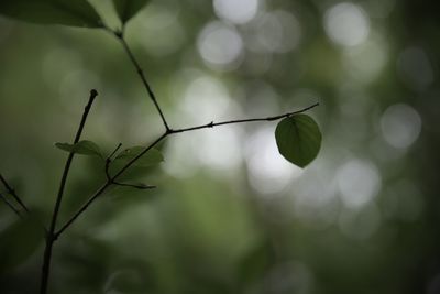 Close-up of leaves on twig