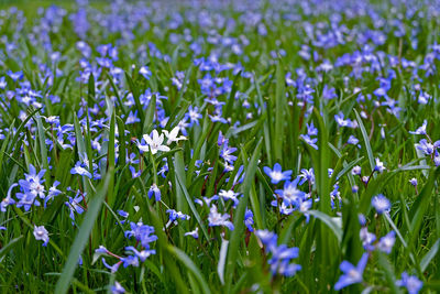 Close-up of purple flowering plants on field