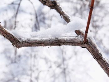 Close-up of icicles on tree trunk during winter