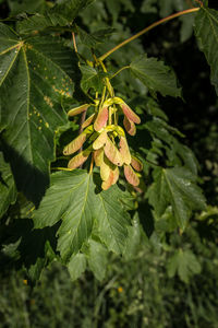 Close-up of green leaves