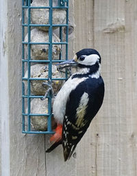 Close-up of birds