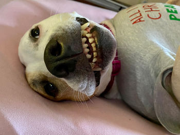 Close-up portrait of a dog