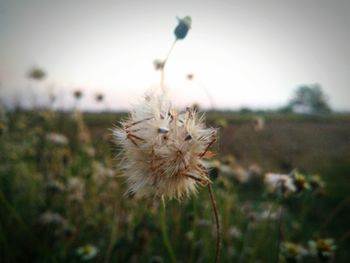 Close-up of flower on field