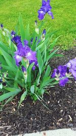 Close-up of purple flowers blooming in field