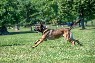 Side view of a dog running on field