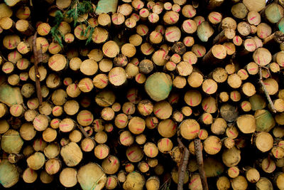 Full frame shot of logs in forest