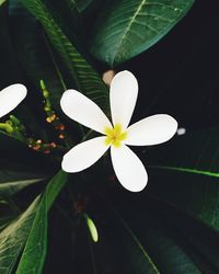 Close-up of white flowering plant