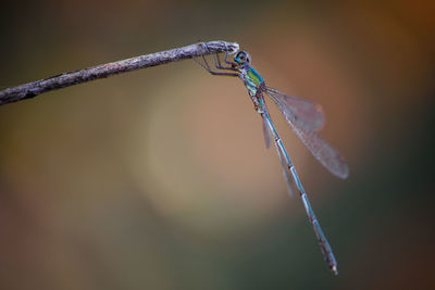 Close-up of insect on twig