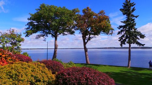 Scenic view of plants growing by river