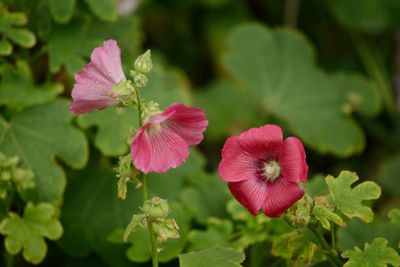 Close-up of pink flowering plant