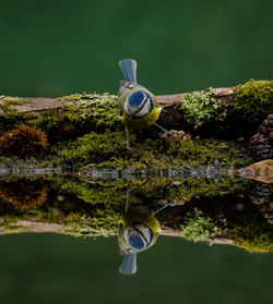 Close-up of turtle in lake