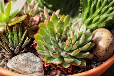 Close-up of succulent plant