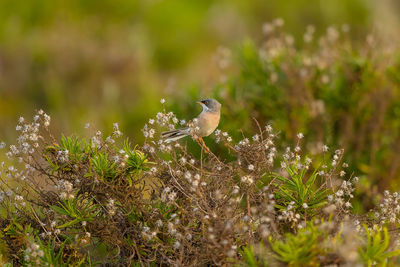 Bird perching on a plant
